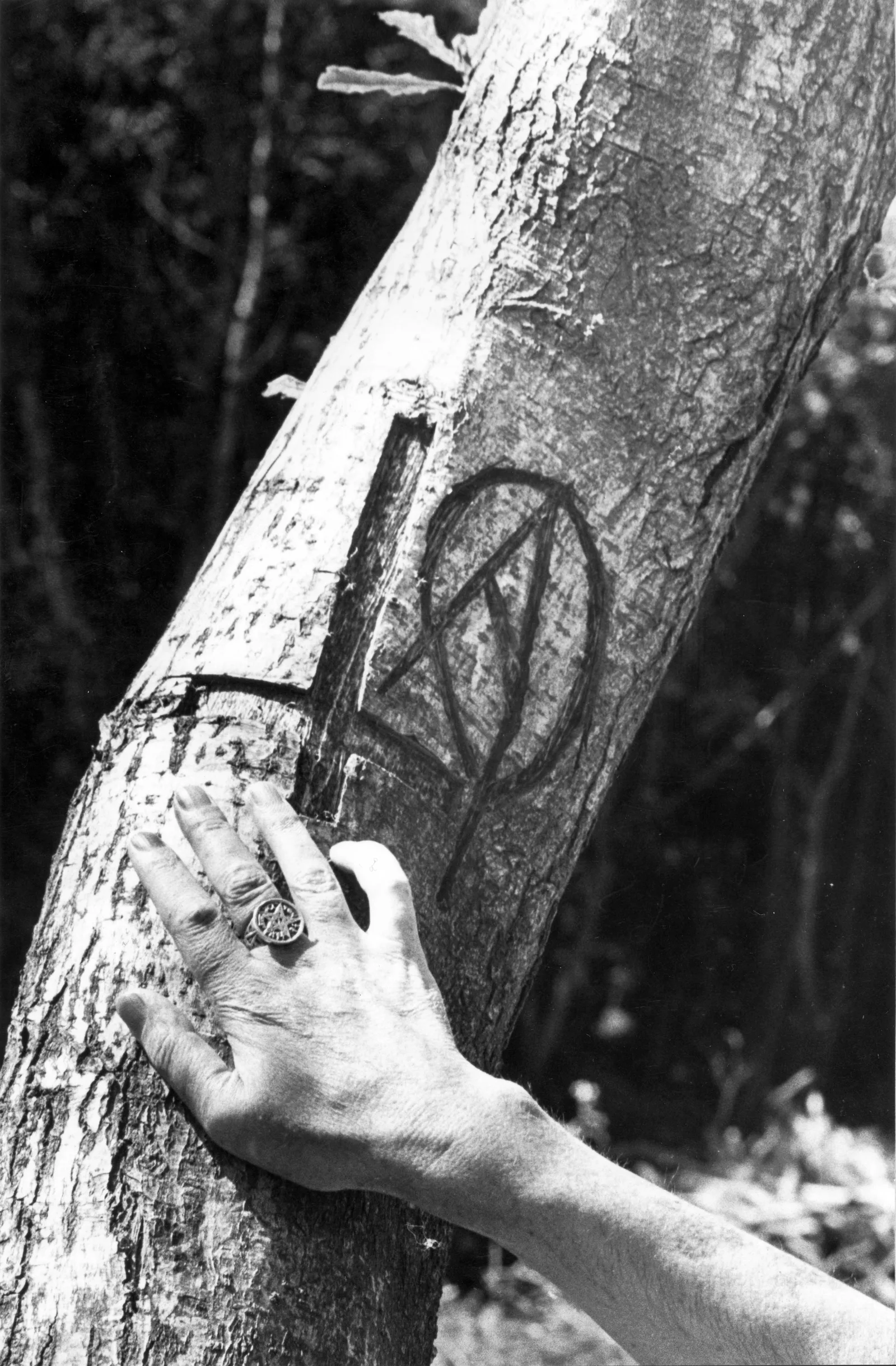 Hand beside symbols carved on a tree, Sidley Woods, 17 July 1982